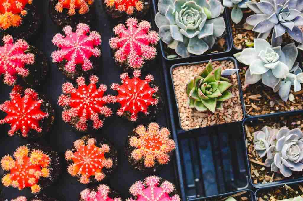 hobby analogici giardinaggio